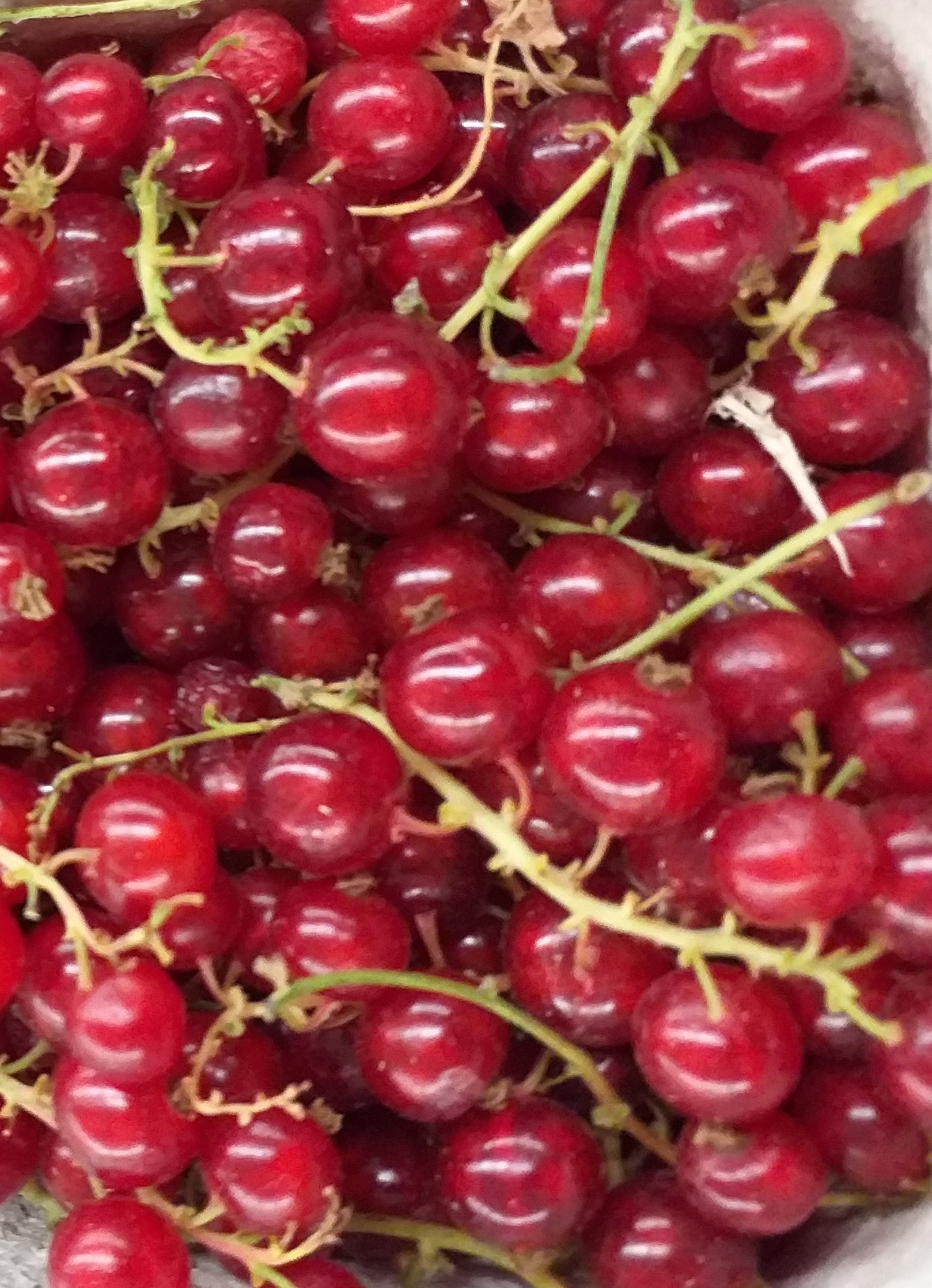 "Rote Johannisbeeren", Schale  500g