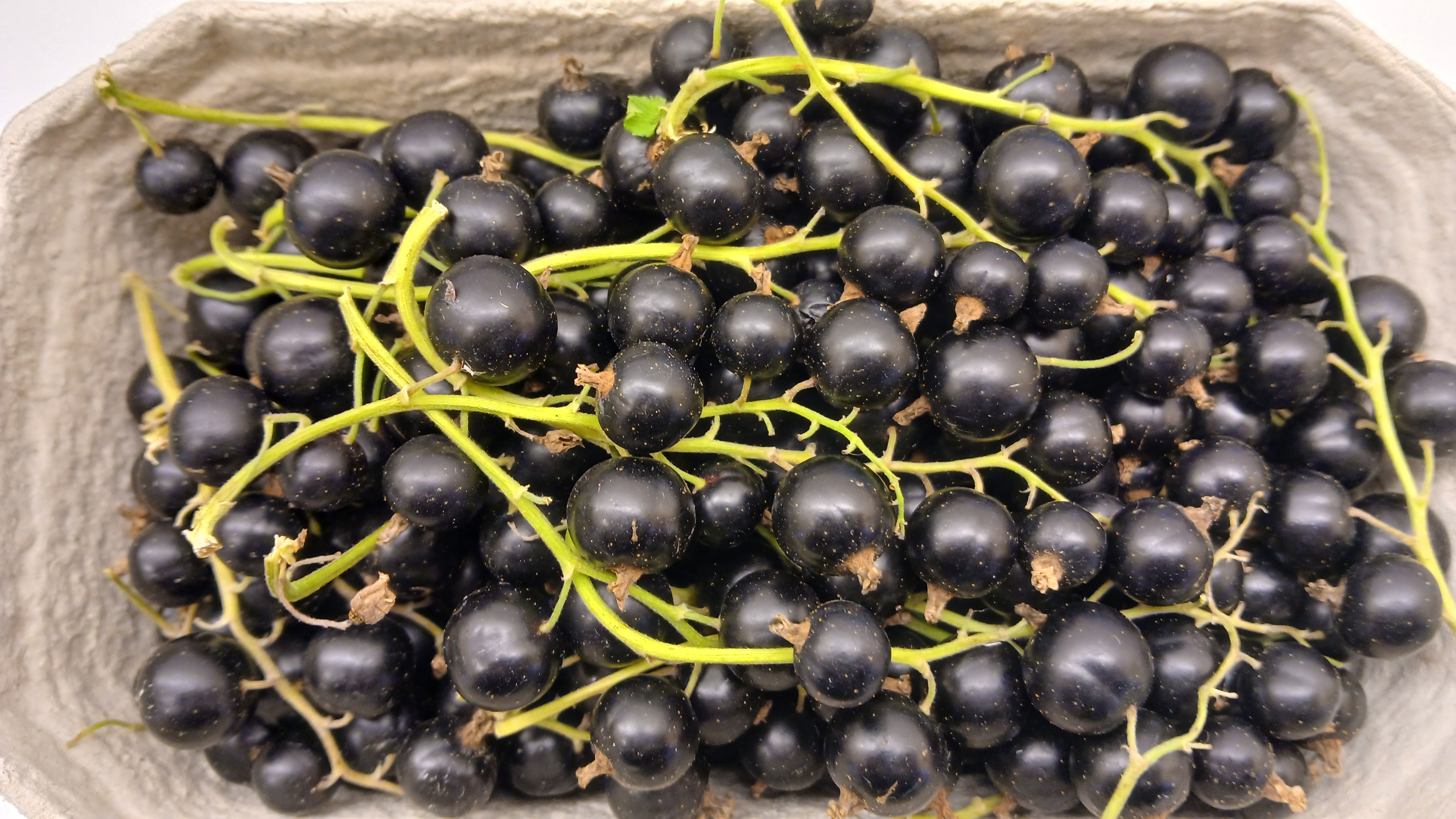 "Schwarze Johannisbeeren", Schale  500g 