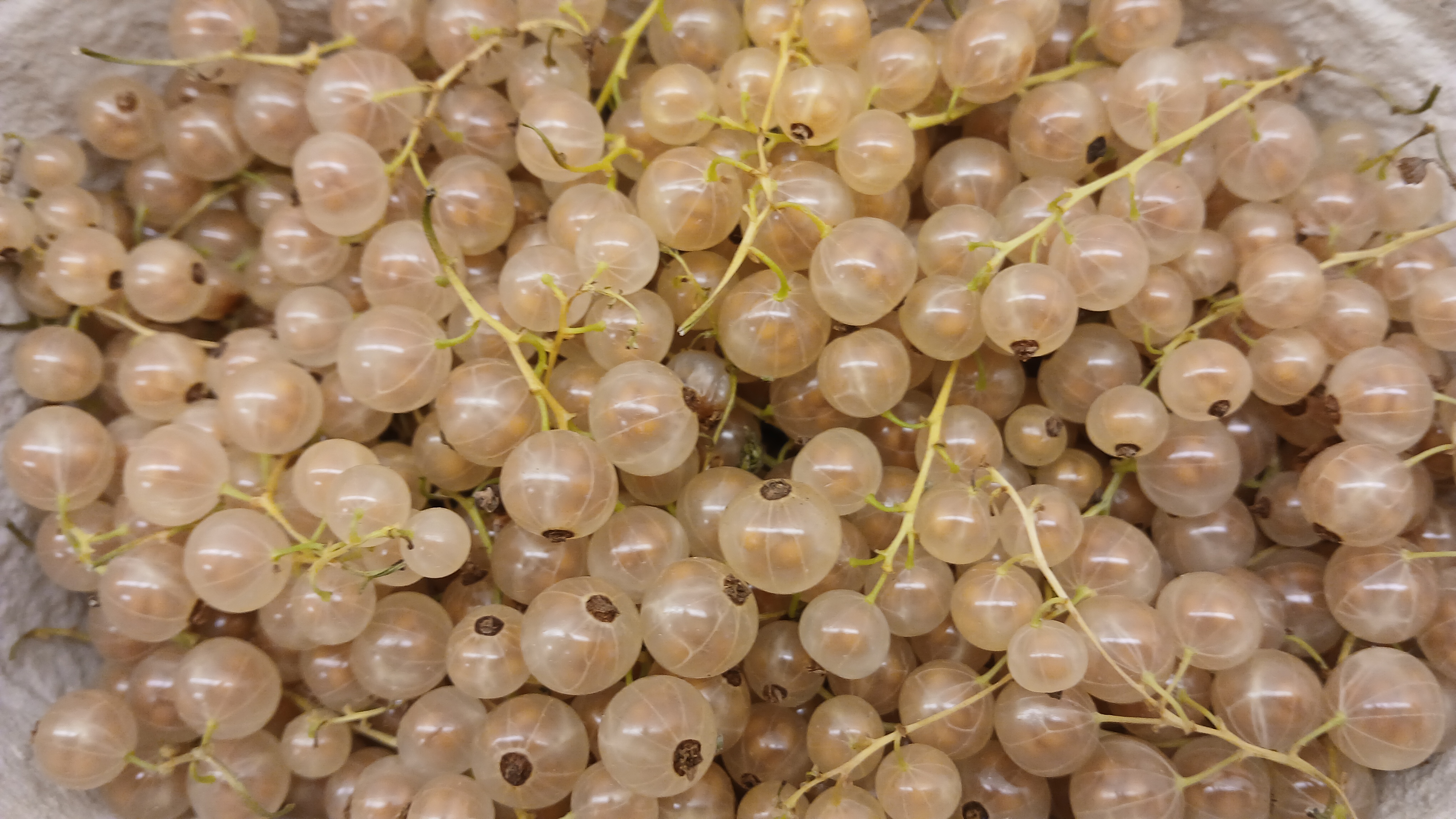 "Weiße Johannisbeeren", Schale  500g