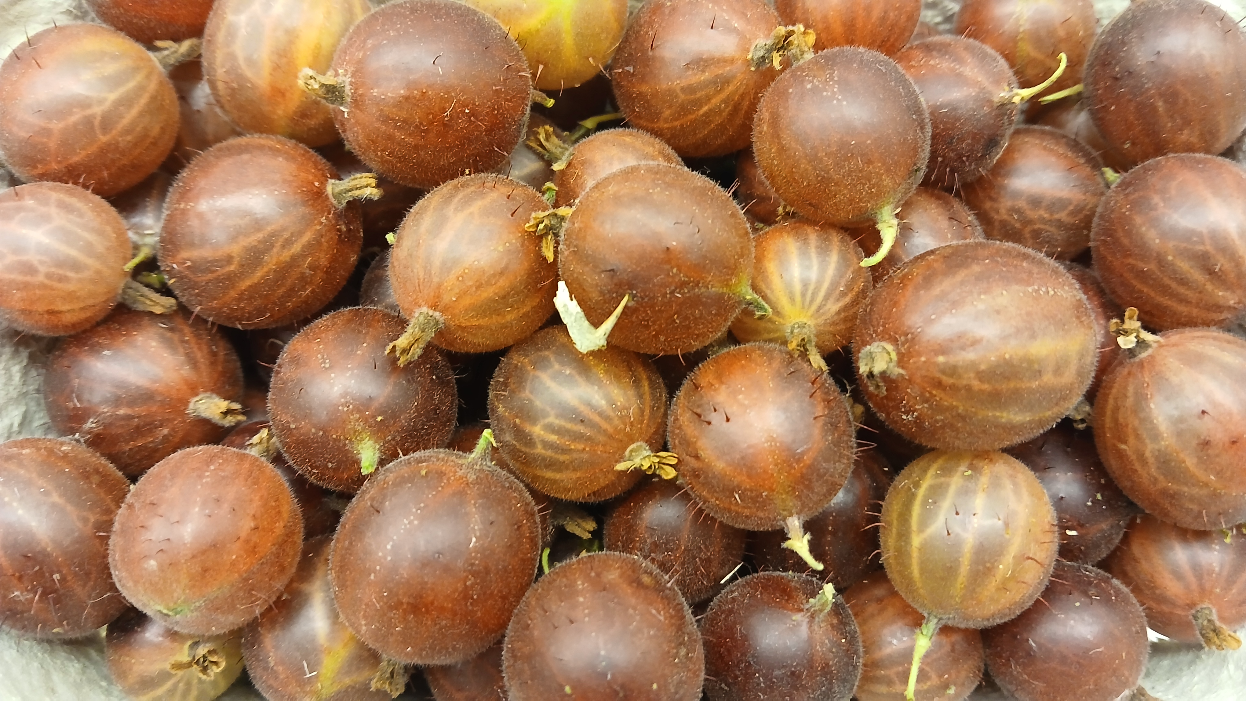 "Brombeeren", Schale  500g   